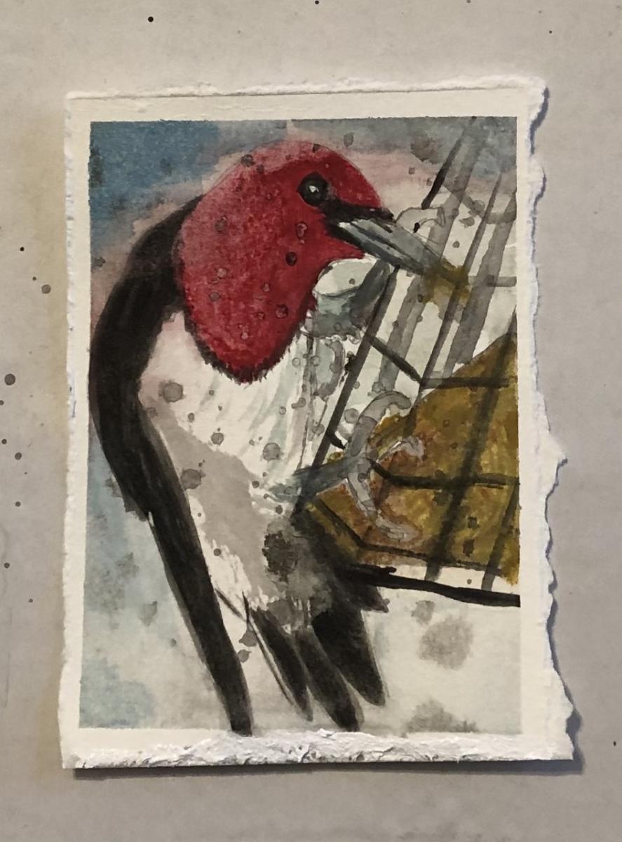 woodpecker